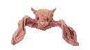 rapaces-nocturnes_eb-109.gif
