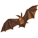 rapaces-nocturnes_eb-112.gif