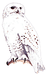 rapaces-nocturnes_eb-158.gif
