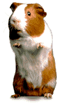 hamster_eb-045.gif