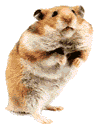 hamster_eb-048.gif