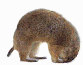 marmotte_eb-010.gif