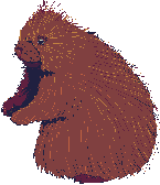 marmotte_eb-033.gif