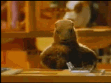 marmotte_eb-041.gif