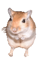 souris_eb-076.gif