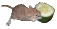 souris_eb-120.gif