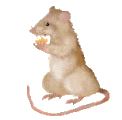 souris_eb-146.gif