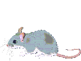 souris_eb-179.gif