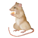 souris_eb-180.gif