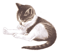 chaton_eb-075.gif