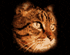 chat_eb-124.gif