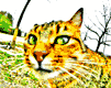 chat_eb-126.gif