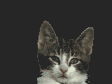 chat_eb-240.gif