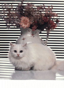 chat_eb-288.gif