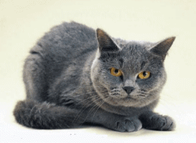 chat_eb-310.gif