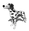 chien_race_eb-096.gif