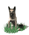chien_race_eb-107.gif