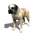 chien_race_eb-115.gif