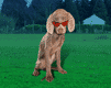 chien_race_eb-123.gif