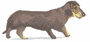 chien_race_eb-124.gif