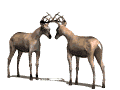 cerf_eb-016.gif