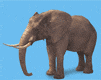 elephant_eb-016.gif
