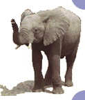 elephant_eb-034.gif