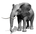 elephant_eb-039.gif