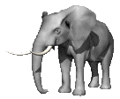 elephant_eb-040.gif