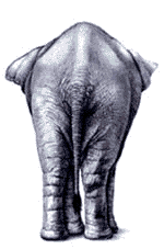 elephant_eb-049.gif