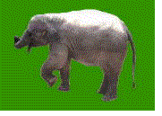 elephant_eb-056.gif