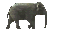elephant_eb-057.gif