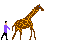 girafe_eb-012.gif