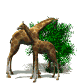 girafe_eb-014.gif