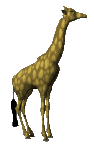 girafe_eb-017.gif