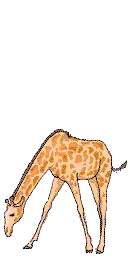 girafe_eb-035.gif
