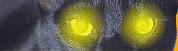 panthere_eb-008.gif