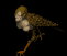 singe_eb-015.gif