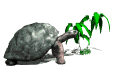 tortue_eb-051.gif