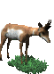 biche_eb-005.gif