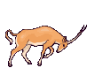 biche_eb-016.gif