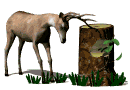 biche_eb-027.gif