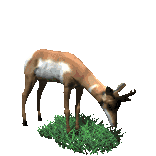 biche_eb-028.gif