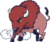 bison_eb-007.gif