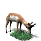 chevreuil_eb-006.gif
