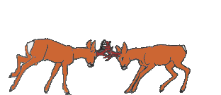 chevreuil_eb-023.gif