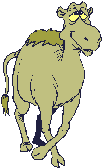 dromadaire_eb-013.gif