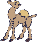 dromadaire_eb-020.gif