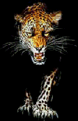 leopard_eb-006.gif